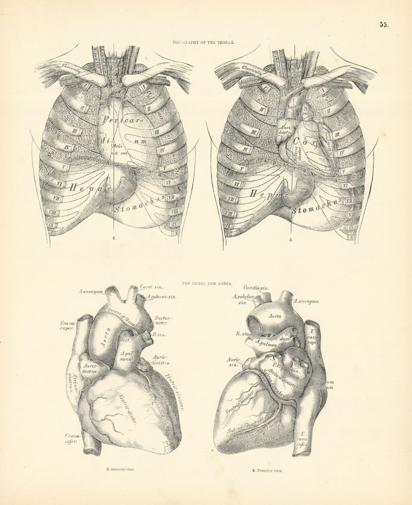 Anatomy. Thorax Topography, Heart, Aorta 1880 old antique print picture