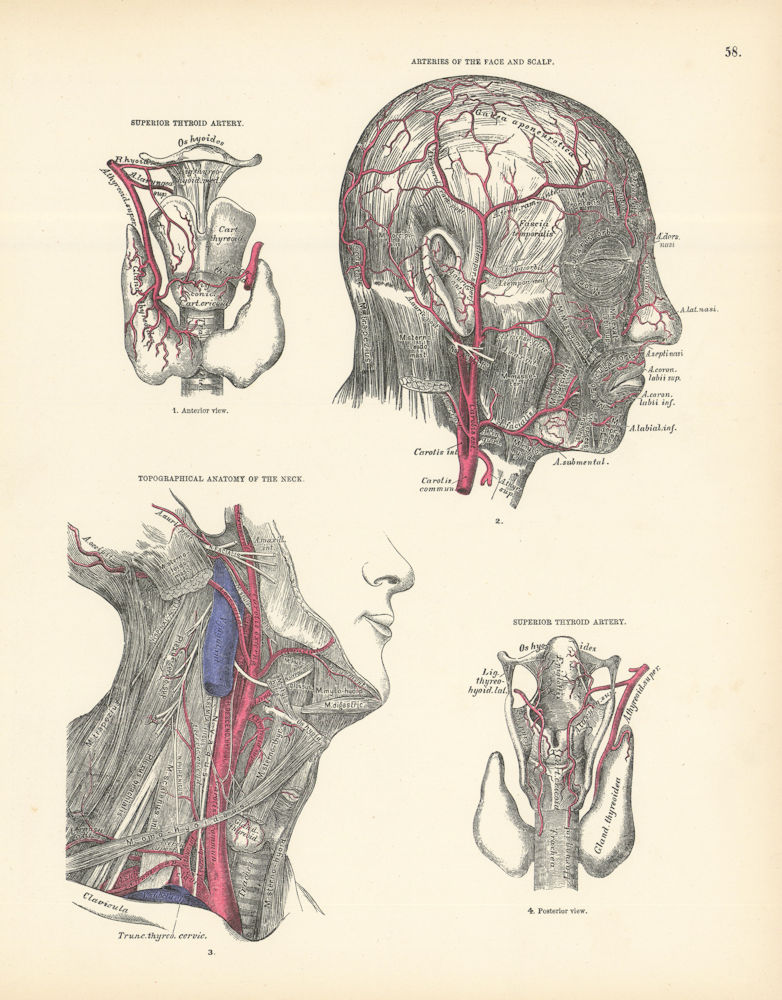 Anatomy. Superior Thyroid Artery, Face & Scalp Arteries 1880 old antique print