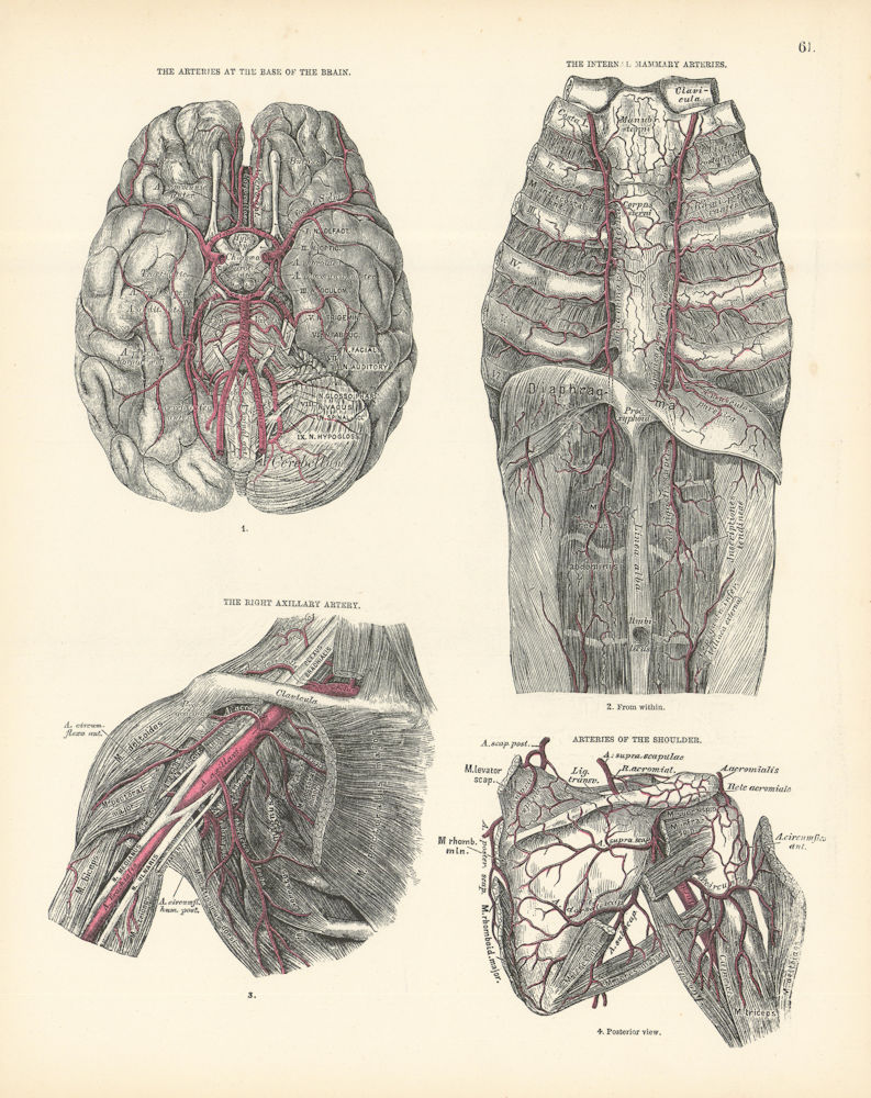 Anatomy. Brain Base, Internal Mammary, Axillary, Shoulder Arteries 1880 print