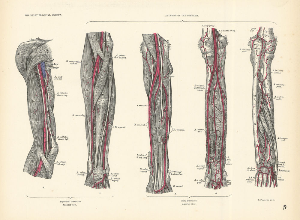 Anatomy. Right Brachial Artery, Forearm Arteries 1880 old antique print