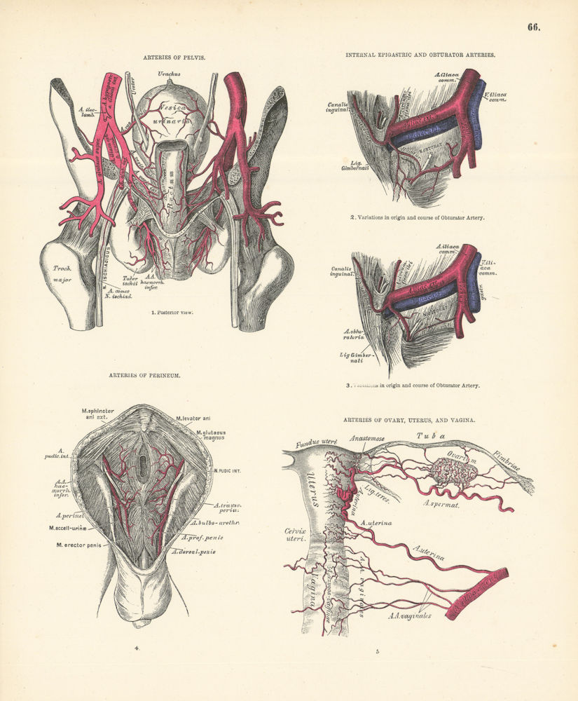 Anatomy. Pelvis, Internal Epigastric & Obturator Arteries, Perineum, Ovary 1880