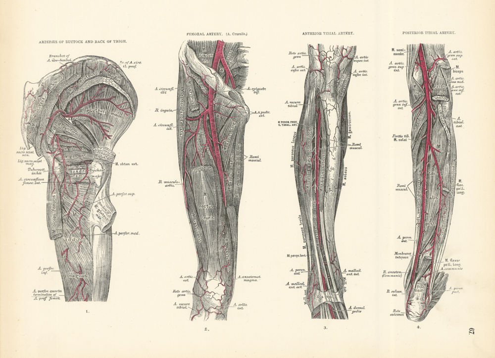 Anatomy. Buttock & Thigh, Femoral, Anterior & Posterior Tibial Arteries 1880