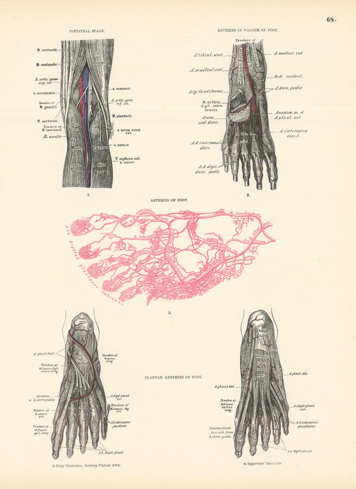 Anatomy. Popliteal Space, Dorsum & Foot Arteries 1880 old antique print