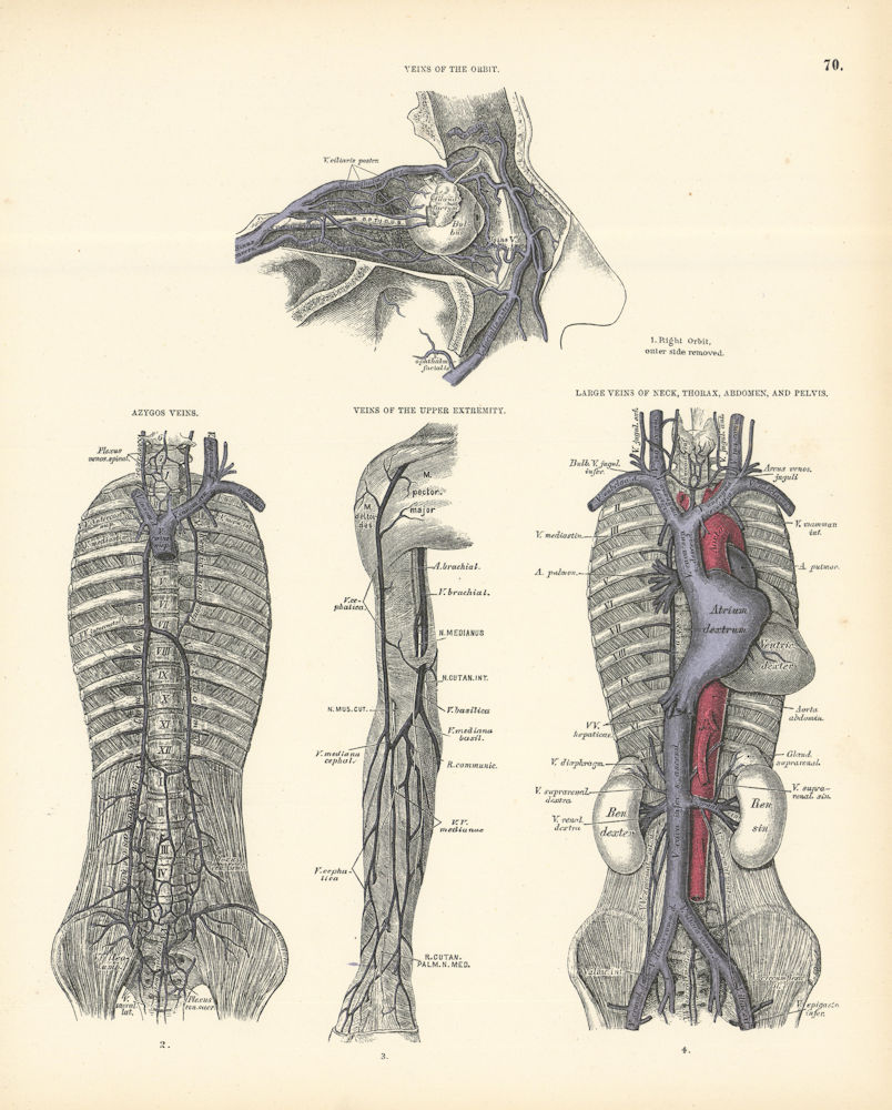 Associate Product Anatomy. Orbit, Azygos, Upper Extremity, Large Veins 1880 old antique print