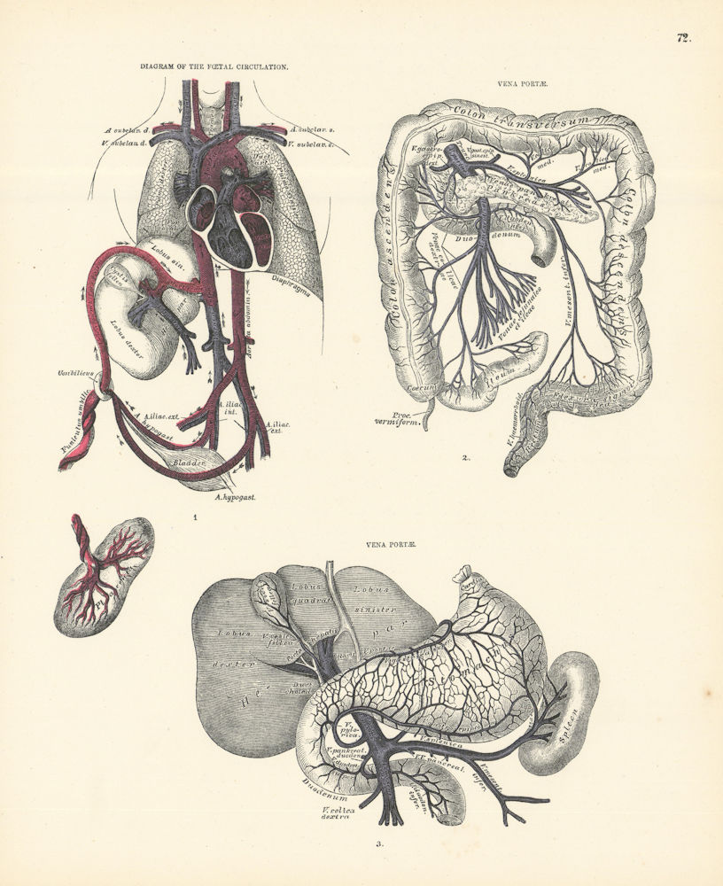 Anatomy. Diagram of Foetal Circulation, Vena Portae 1880 old antique print