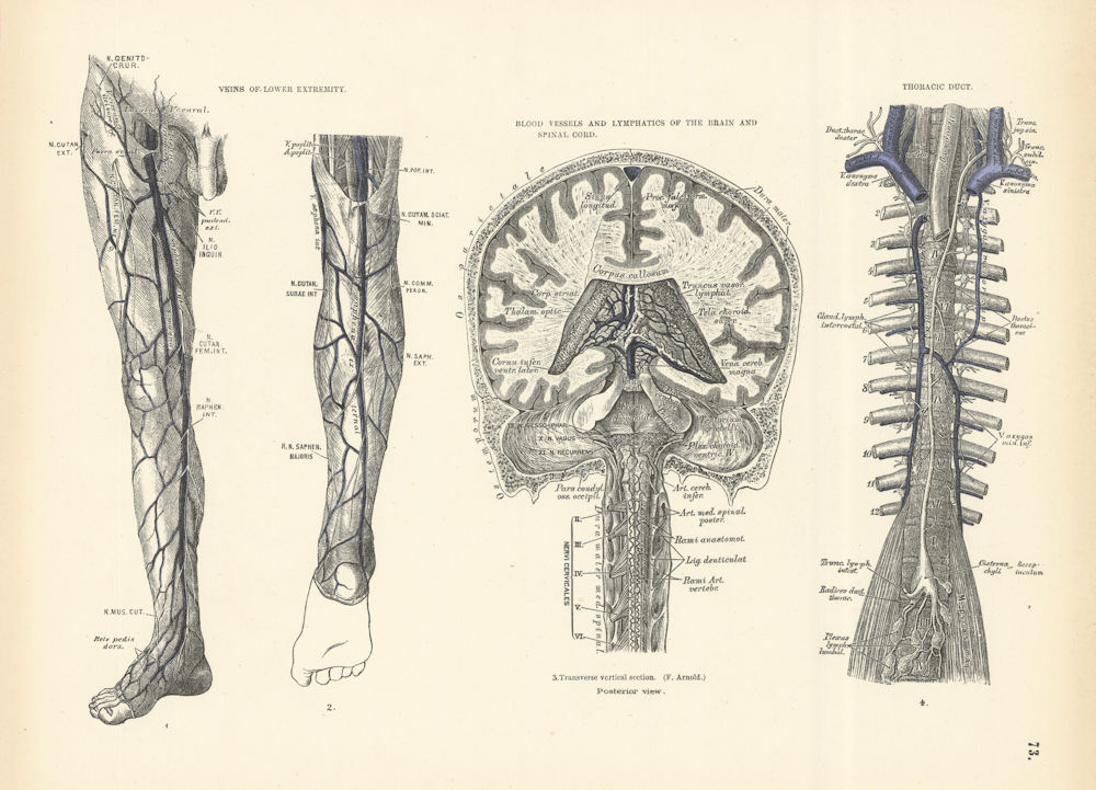 Anatomy. Extremity Veins, Blood Vessels, Brain & Spinal Cord Lymphatics 1880