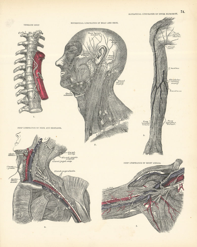 Anatomy. Thoracic Duct; Head, Neck, Upper Extremity Lymphatics  1880 old print