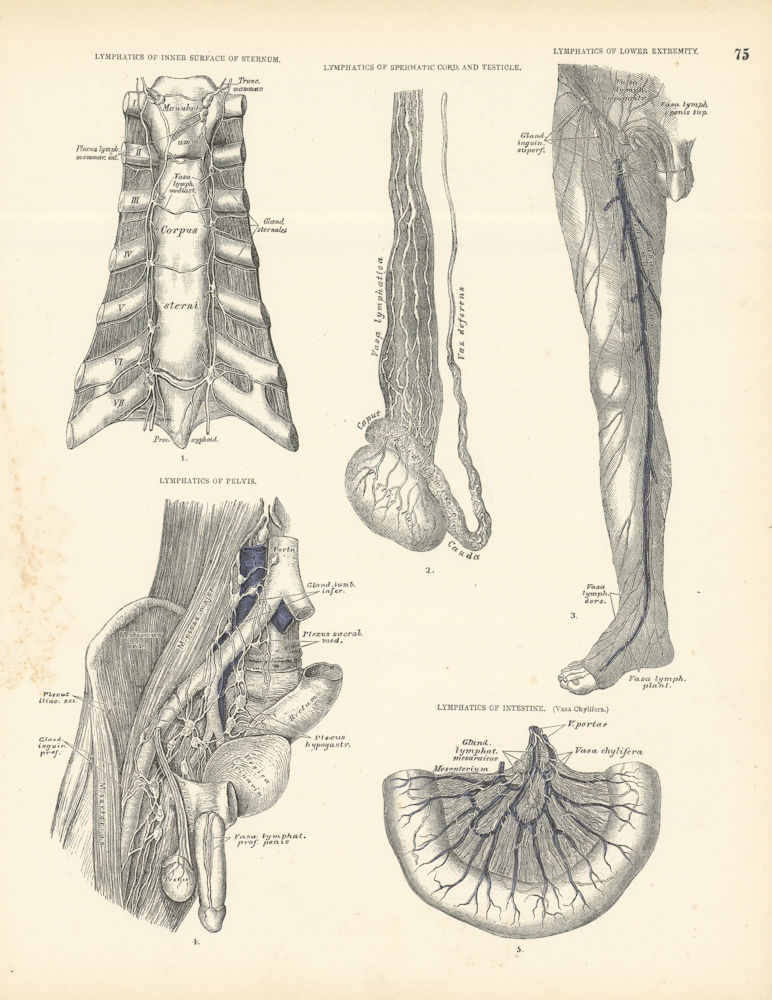 Anatomy. Lymphatics. Sternum Spermatic Cord Testicle Pelvis Intestine 1880