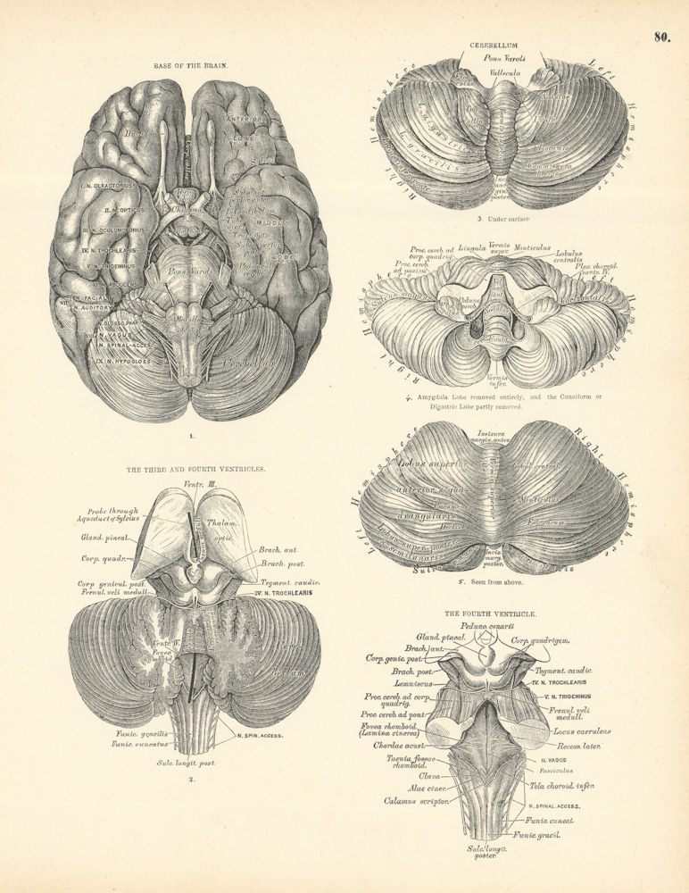 Anatomy. Brain Base, Cerebellum, 3rd & 4th Ventricles 1880 old antique print