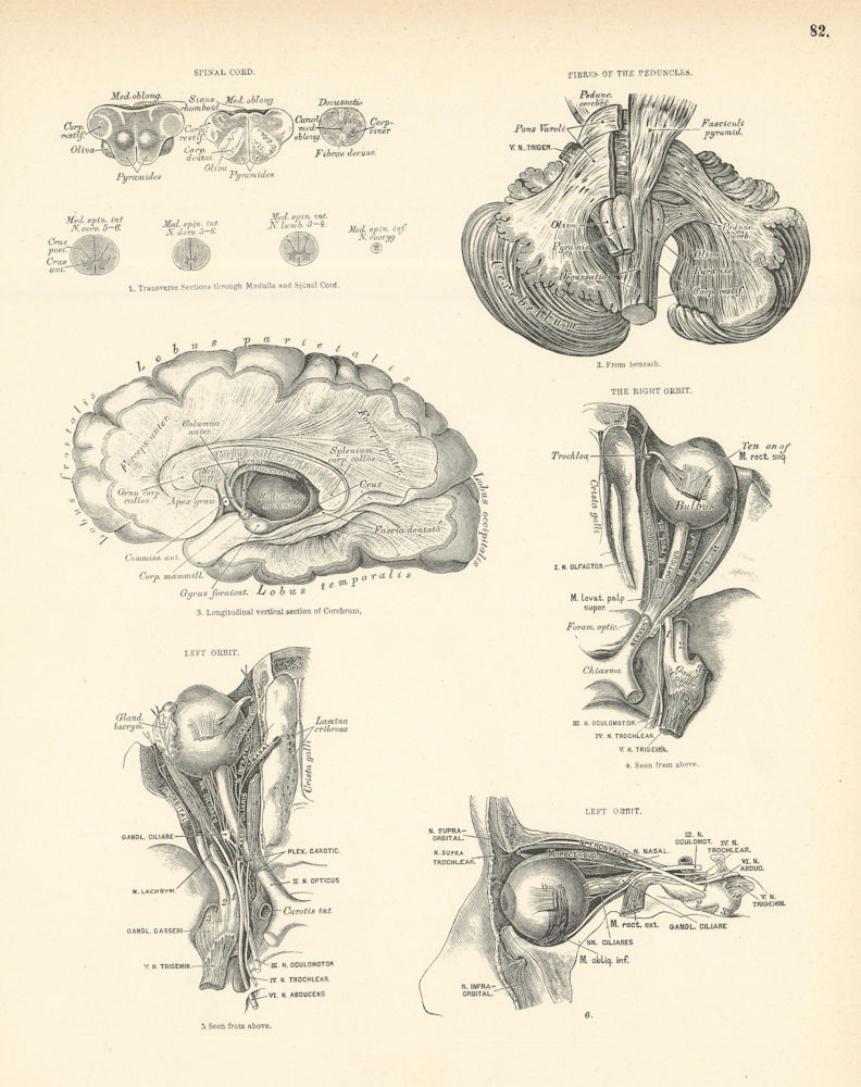 Associate Product Anatomy. Spinal Cord, Peduncles, Right & Left Orbit 1880 old antique print