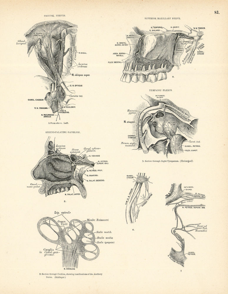 Associate Product Anatomy. Orbital Nerves, Superior Maxillary Nerve, Spheno-Palatine Ganglion 1880