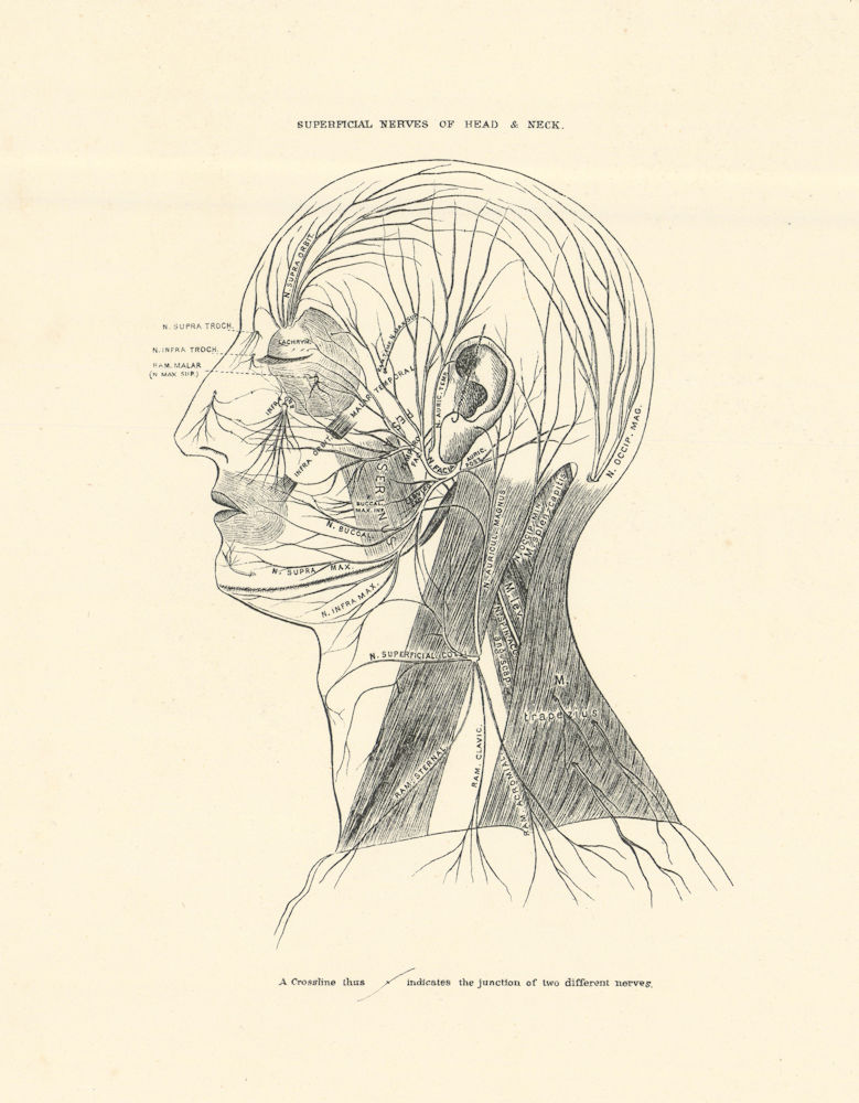 Associate Product Anatomy. Superficial Nerves of Head & Neck 1880 old antique print picture