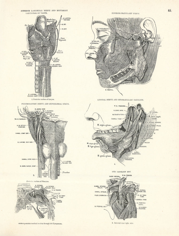 Associate Product Anatomy. Laryngeal, Maxillary, Pneumogastric, Hypoglossal Nerves 1880 print