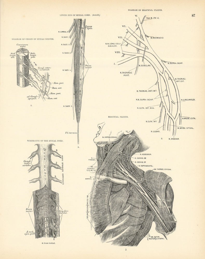 Associate Product Anatomy. Spinal Nerve Origins, Brachial Plexus, Spinal Cord Membranes 1880