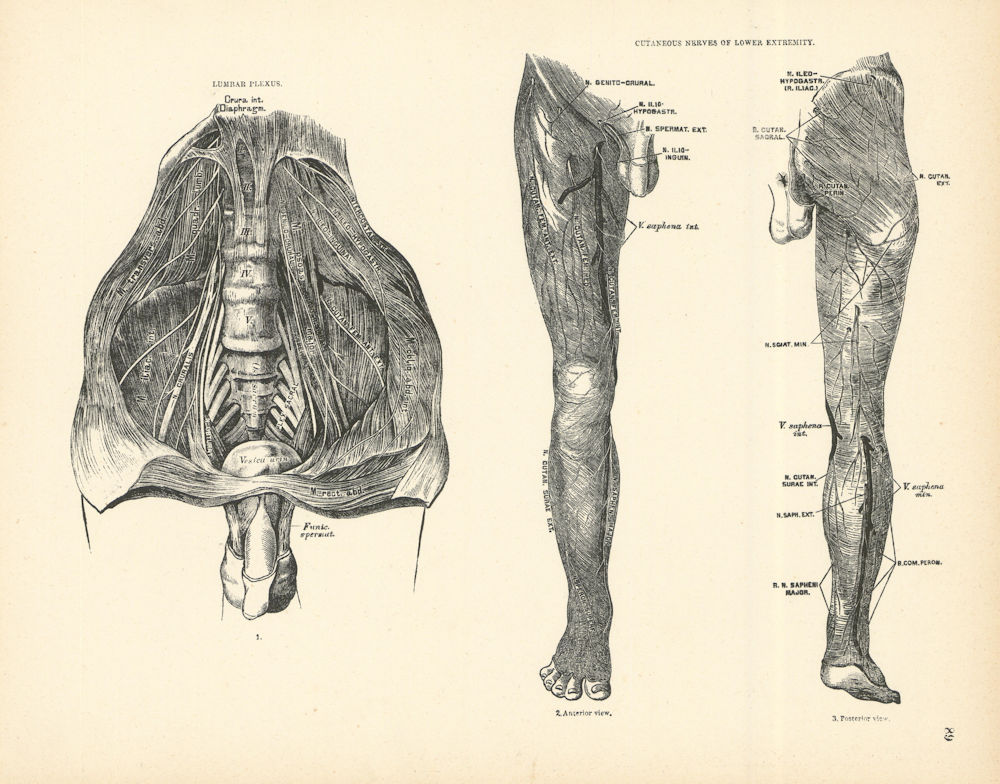 Anatomy. Lumbar Plexus, Cutaneous Nerves of Lower Extremity 1880 old print