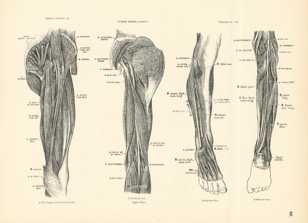 Anatomy. Crural Nerve & Sciatic Nerve. Nerves of Leg 1880 old antique print