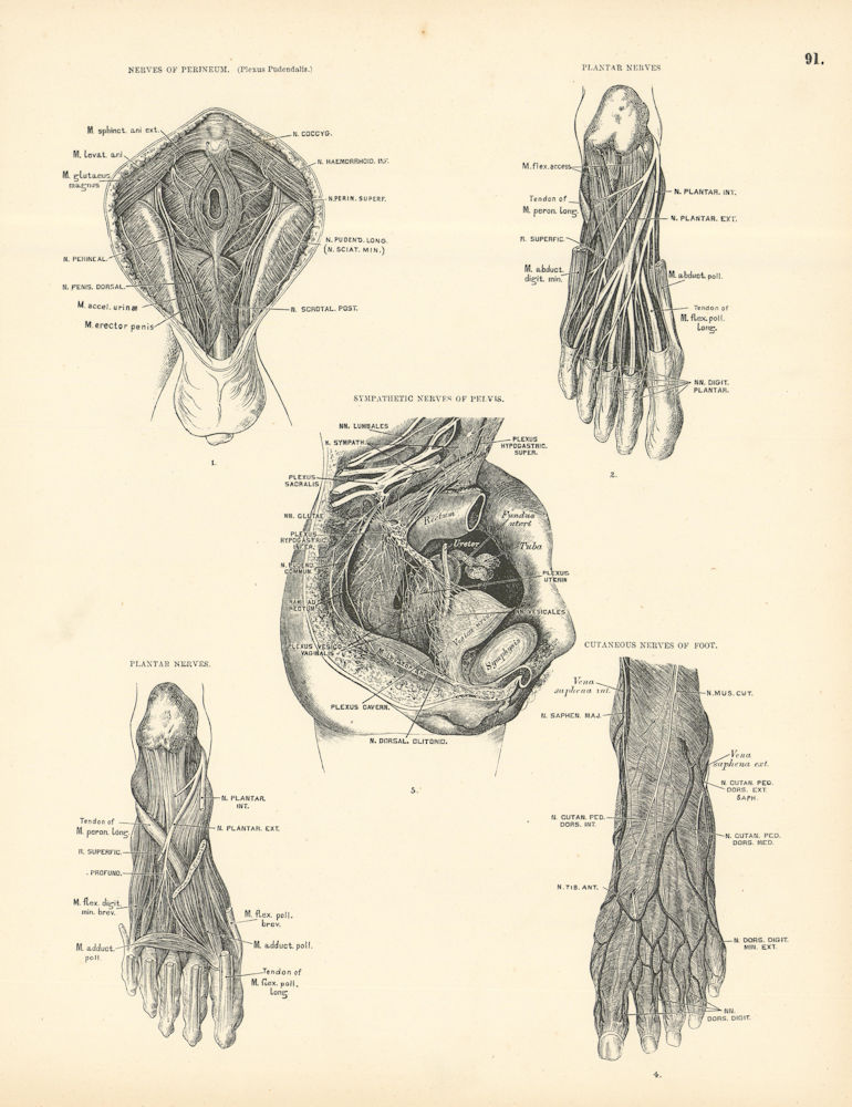 Associate Product Anatomy. Perineum & Plantar, Sympathetic & Cutaneous Foot Nerves 1880 print