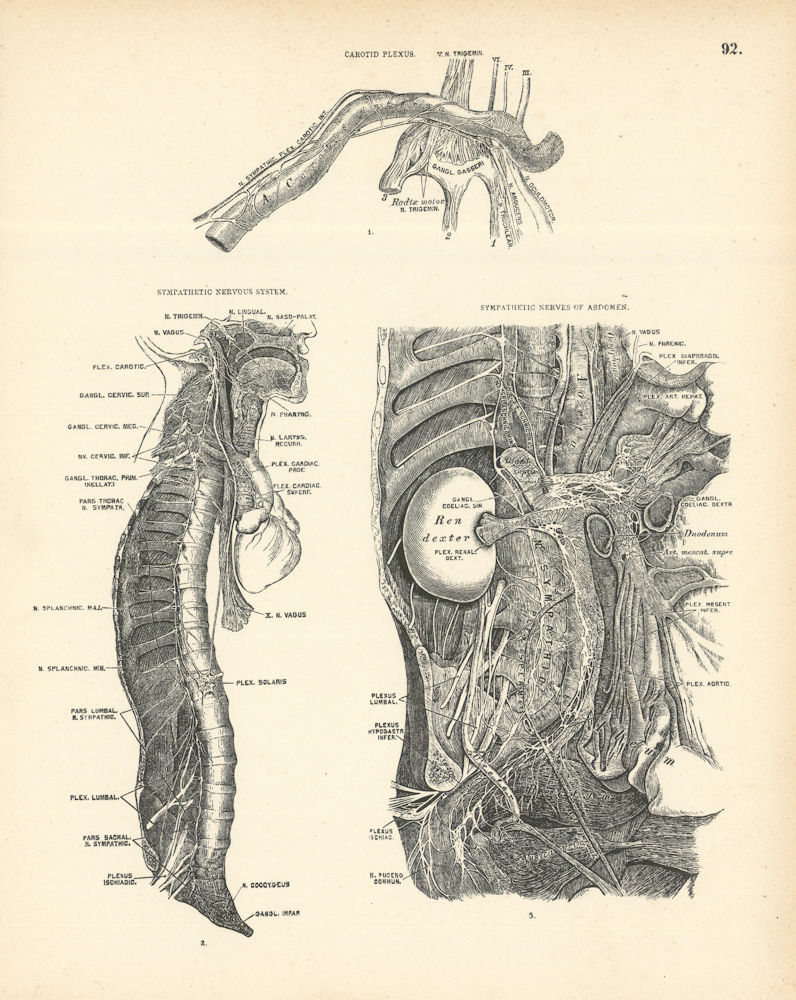 Associate Product Anatomy. Carotid Plexus, Sympathetic Nervous System & Abdomen Nerves 1880