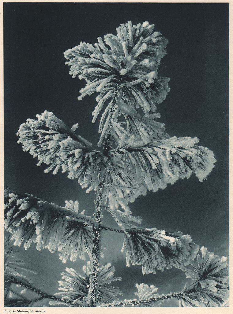 ALPINE SCENERY. Frosty pine tree, St Moritz 1935 old vintage print picture