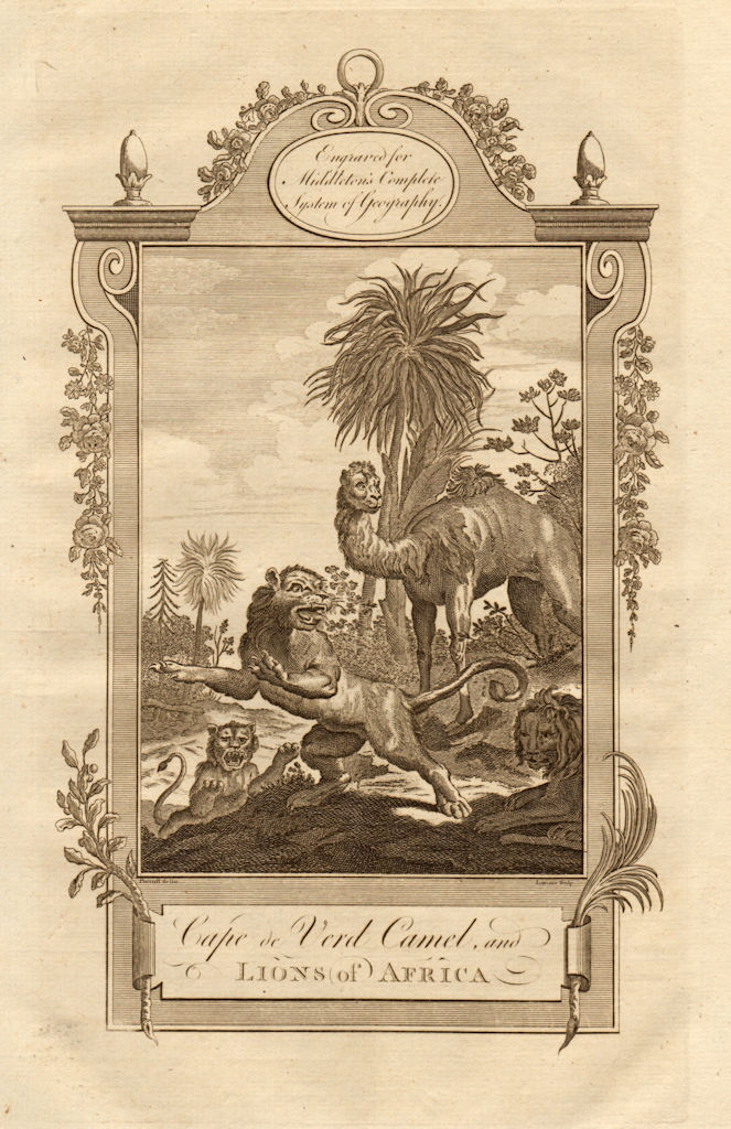 Associate Product "Cape de Verd camel, and lions of Africa". Cape Verde Senegal. MIDDLETON 1779