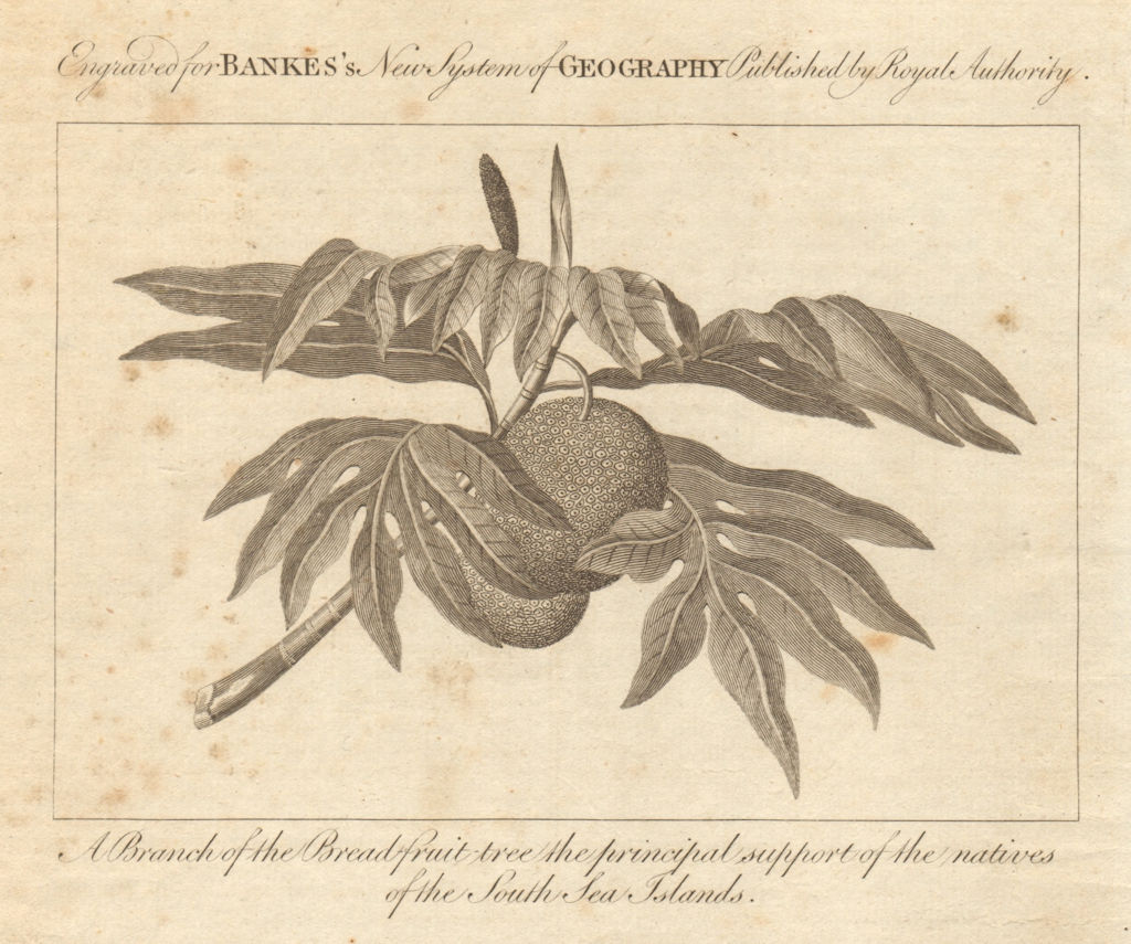 A branch of the breadfruit tree, South Sea Islands. East Indies. BANKES 1789