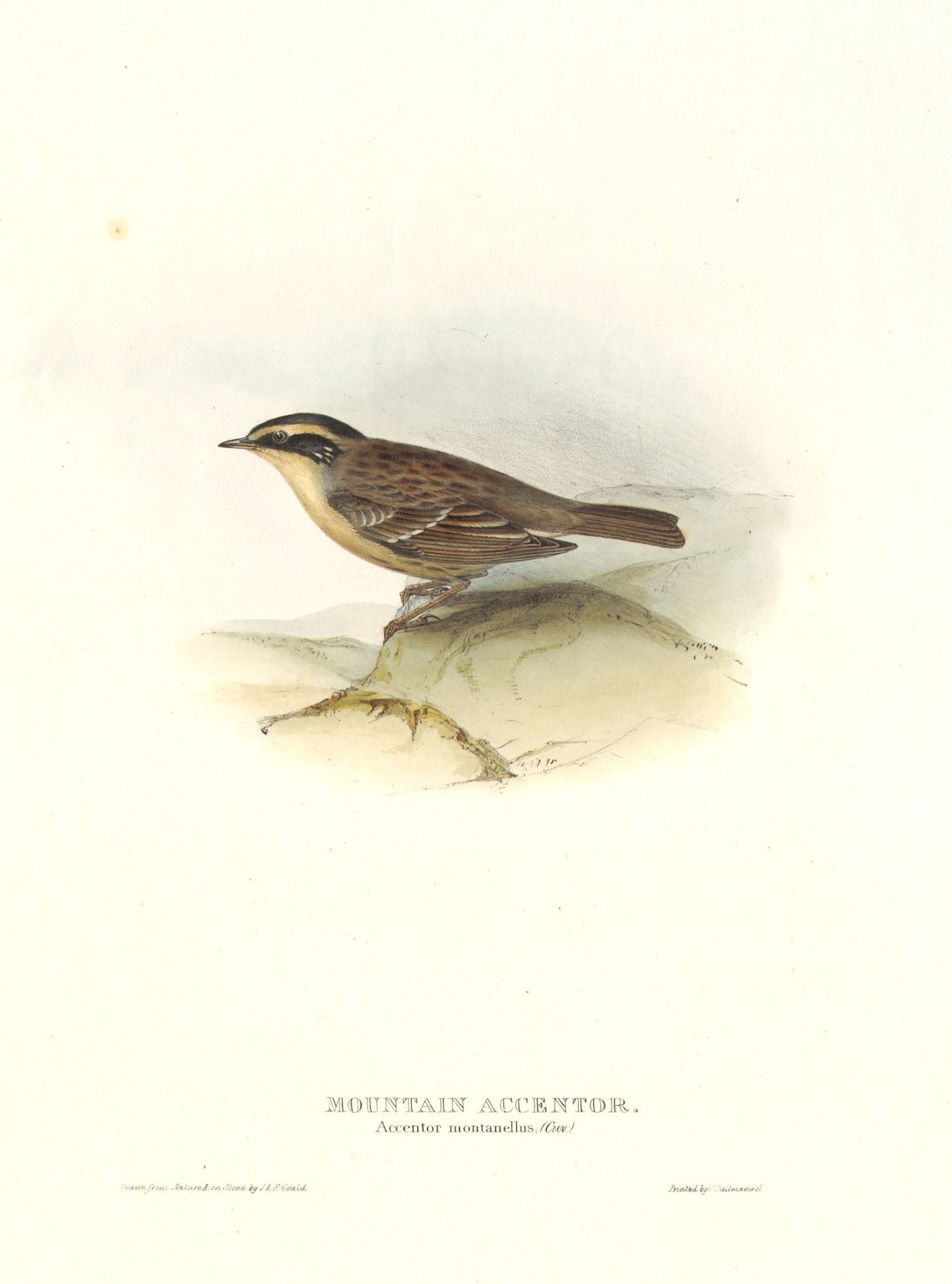 SIBERIAN/MOUNTAIN ACCENTOR. Prunella montanella/montanellus. Large. GOULD c1832