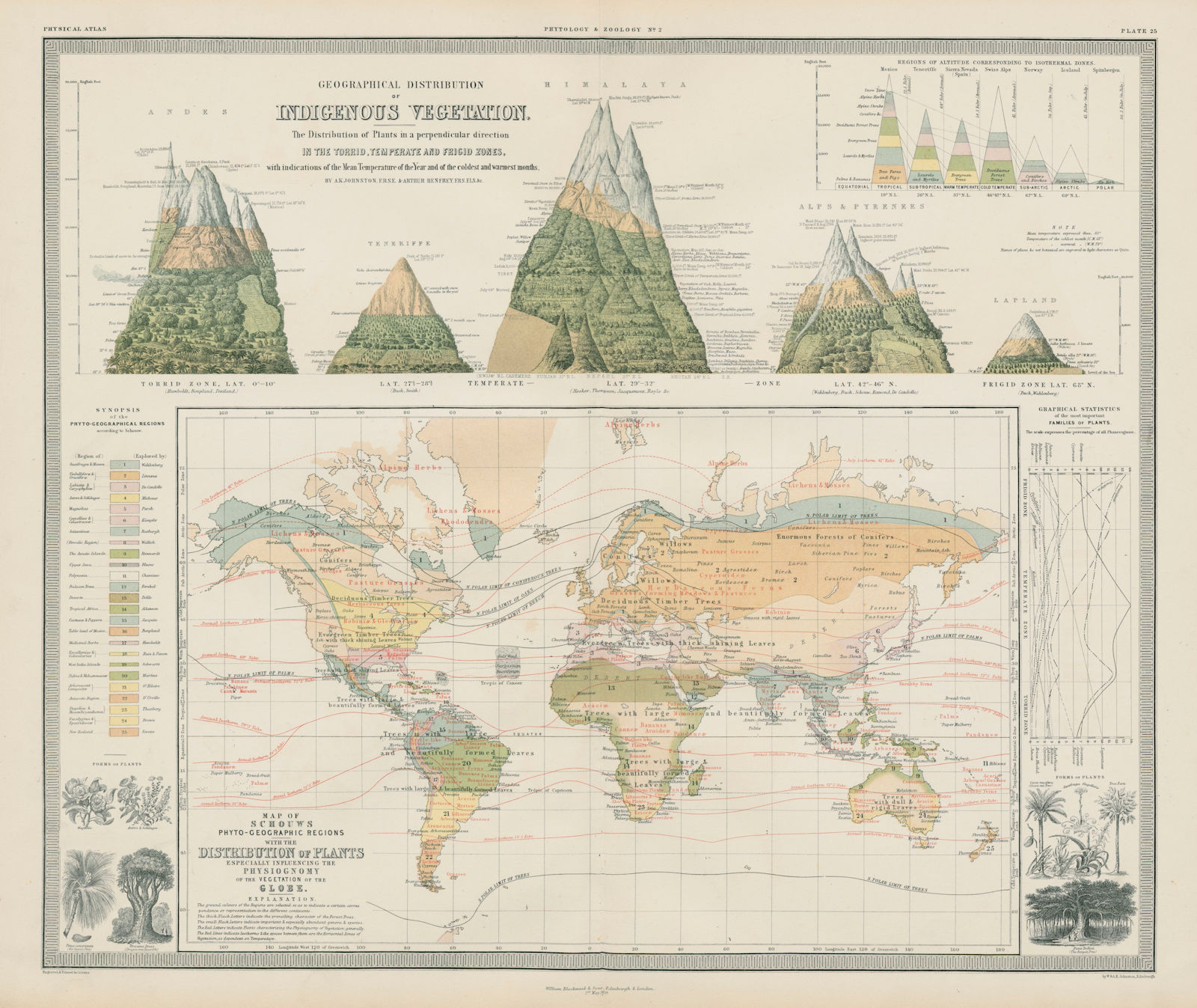 Indigenous vegetation vertical distribution. World plant distribution 1856 map