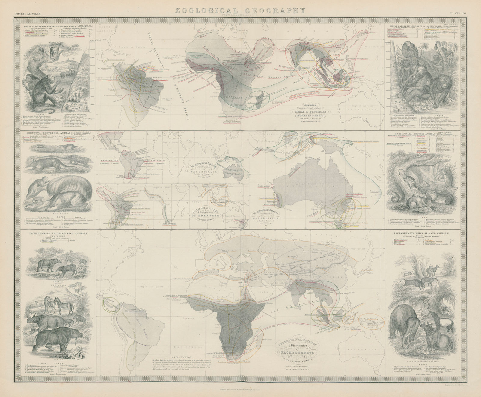 Zoological Geography. Pachydermata - thick-skinned animals distribution 1856 map