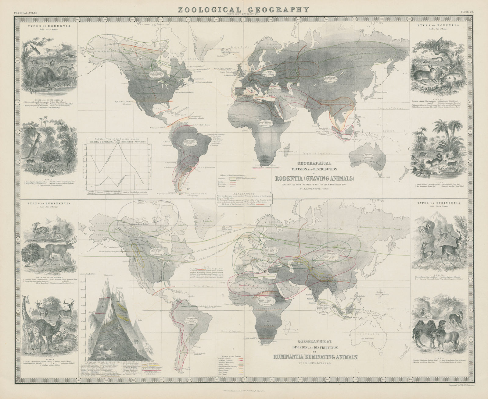 Zoological Geography. Rodentia & Ruminantia distribution 1856 old antique map