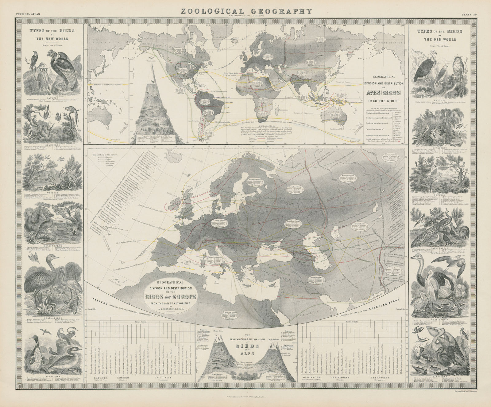 Zoological Geography. Aves (Birds) distribution world & Europe 1856 old map