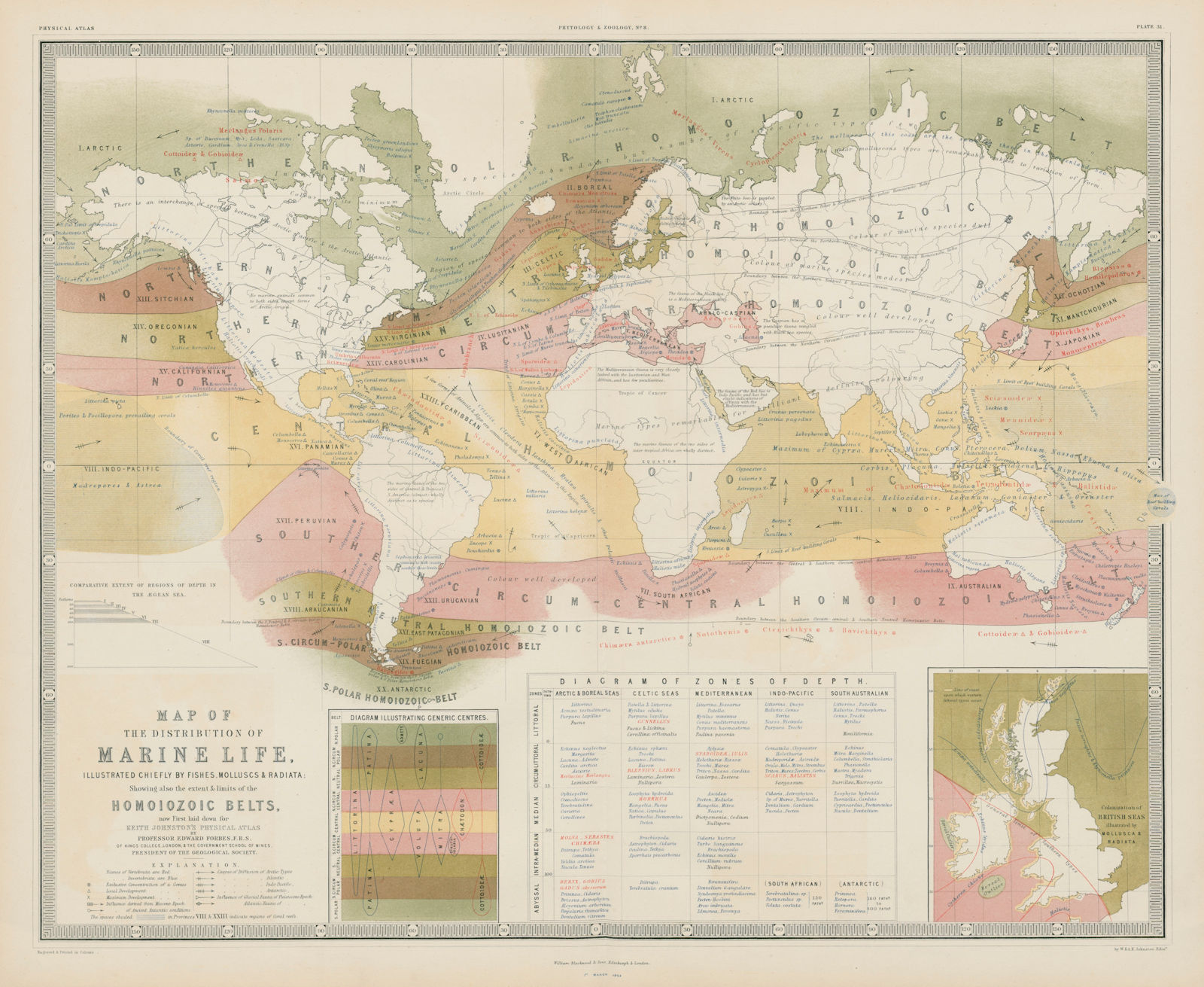 World Marine Life distribution. Fish molluscs radiata. Homoiozoic belts 1856 map