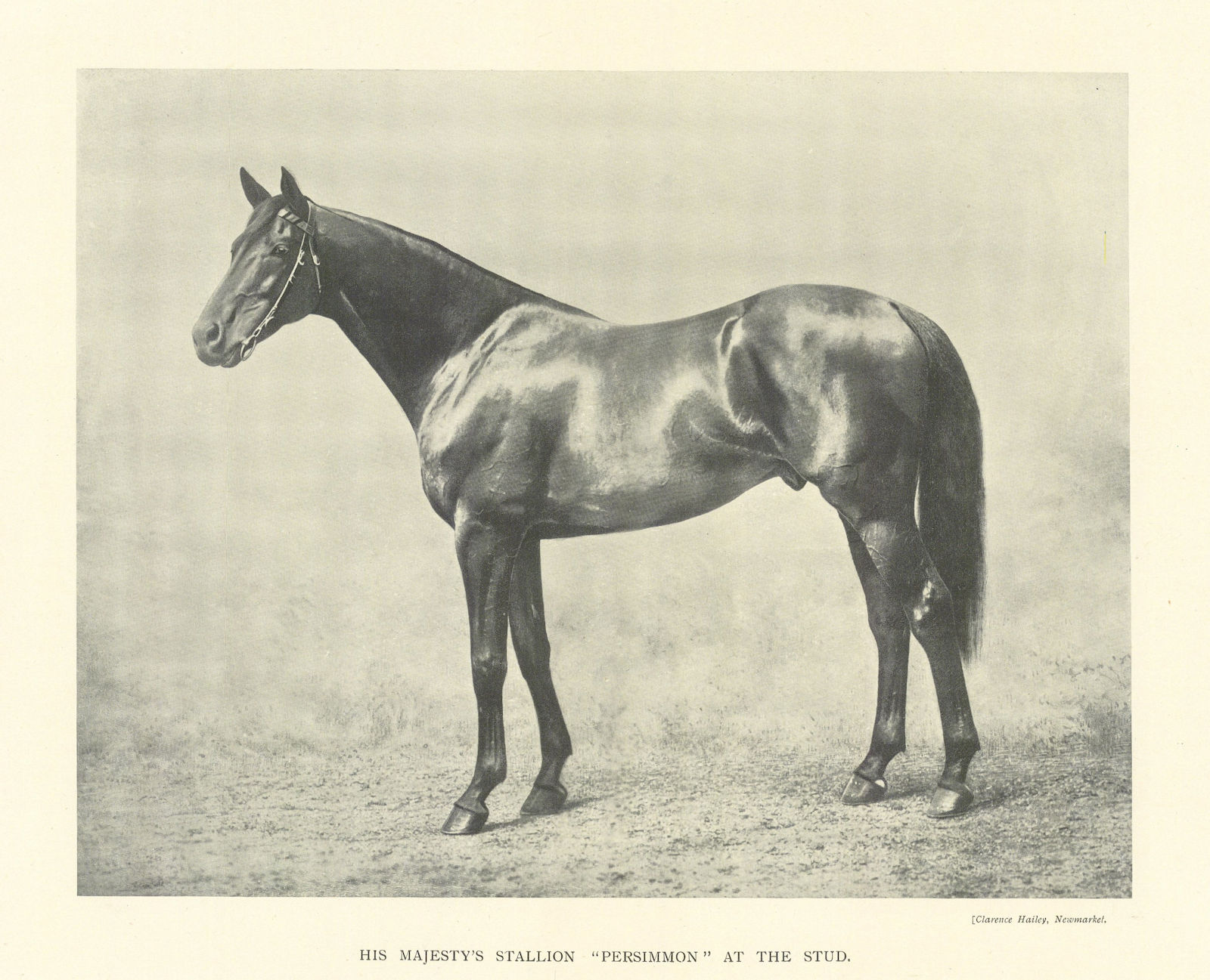 Associate Product King Edward VII's Stallion "Persimmon" at the stud. Race horses 1903 old print